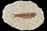 Fossil Fish (Knightia) With Floating Frame Case #105586-1